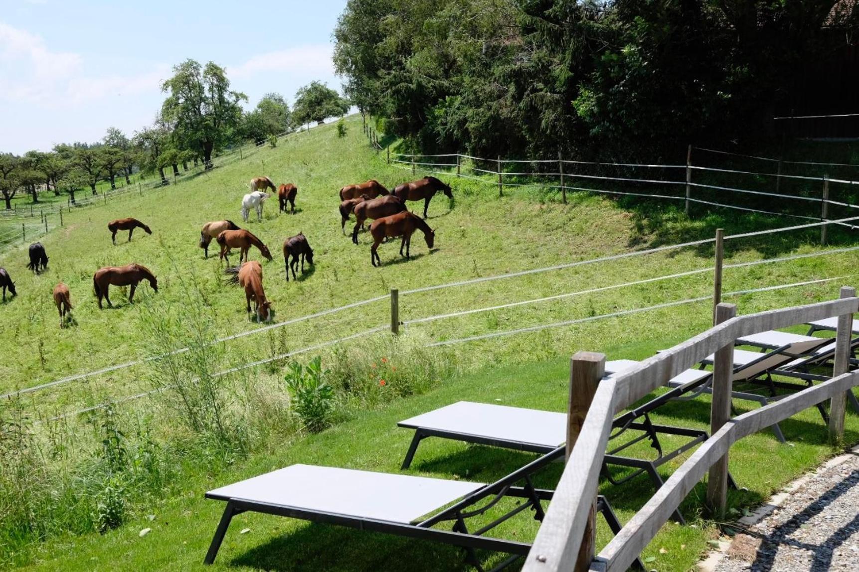 Trautesheim Ferienwohnungen Wangen im Allgaeu Bagian luar foto